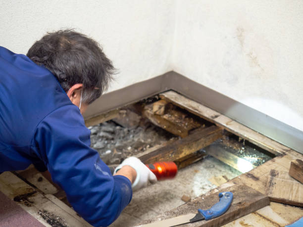 Best Post-Remediation Services in Bonneau Beach, SC