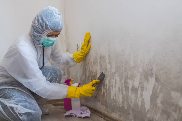 Best Post-Flood Mold Remediation in Bonneau Beach, SC