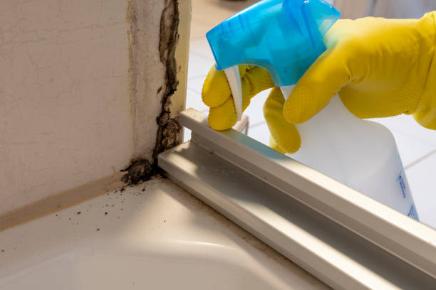 Best Kitchen Mold Remediation in Bonneau Beach, SC