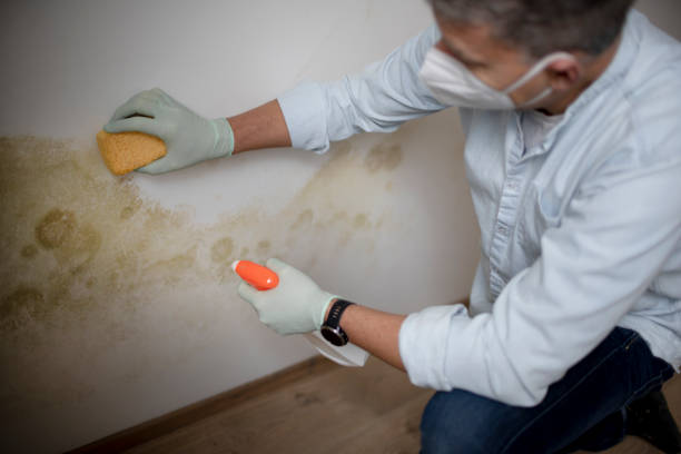 Best DIY Mold Remediation Support Services in Bonneau Beach, SC