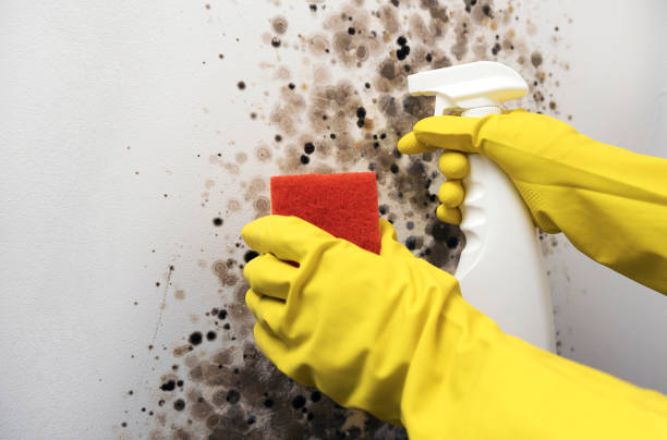 Best Emergency Mold Remediation in Bonneau Beach, SC